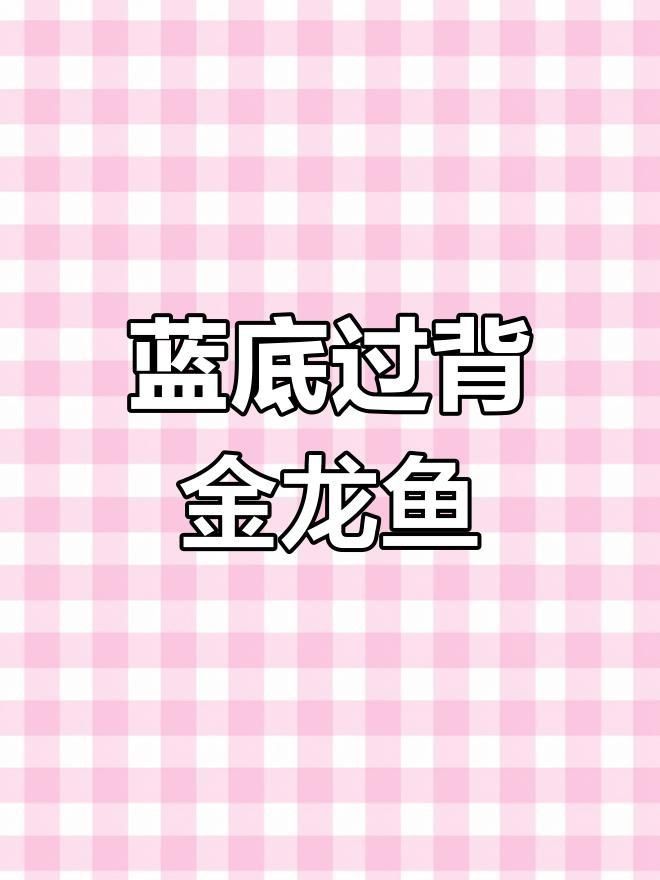 古典藍底金龍魚選購技巧
