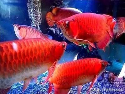 龍魚跟什么魚混養：龍魚混養時的喂食策略龍魚混養時的喂食策略