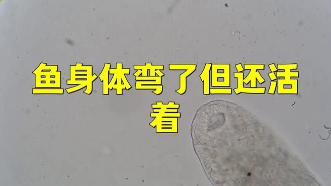 銀龍魚背彎了為什么不動