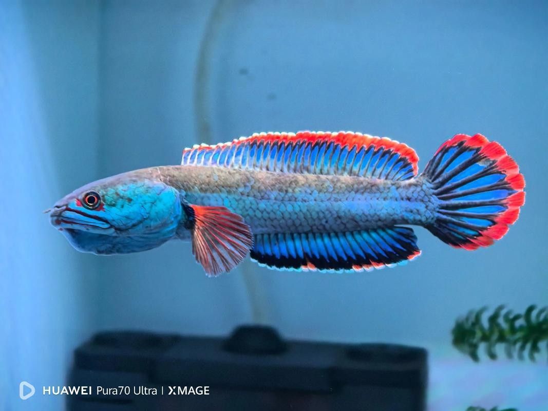 雷龍魚和銀龍魚混養(yǎng)好嗎圖片