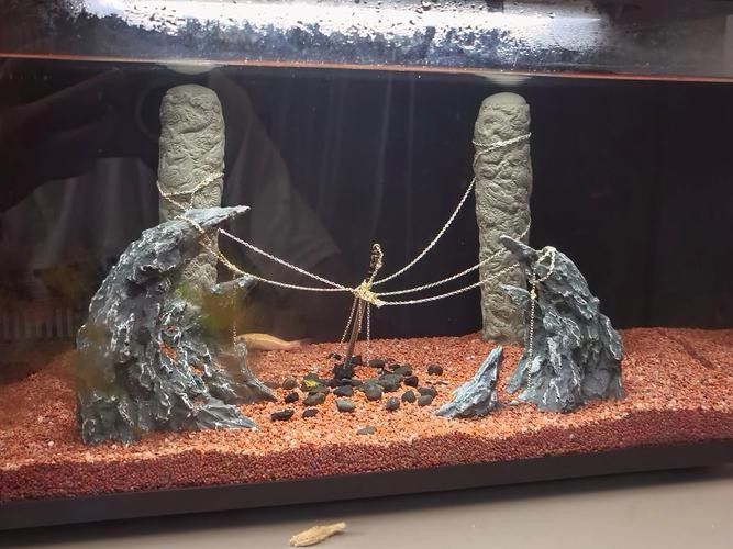 雷龍魚和銀龍魚混養(yǎng)好嗎圖片