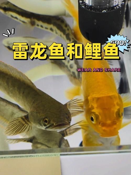 雷龍魚和銀龍魚混養(yǎng)好嗎圖片