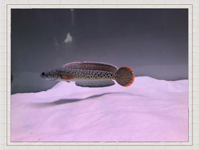 雷龍魚和銀龍魚混養(yǎng)好嗎圖片