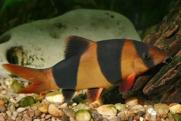 三間鼠魚繁殖成功案例分享：三間鼠魚繁殖成功案例