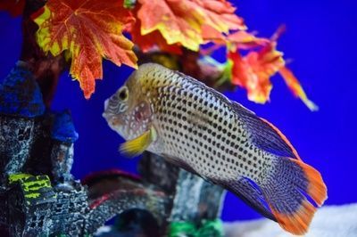 皇冠魚能和龍魚混養(yǎng)嗎：皇冠魚和龍魚混養(yǎng)注意事項(xiàng)，