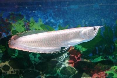 小銀龍魚為什么往左傾斜（小銀龍魚往左傾斜可能由多種因素引起以下因素引起）