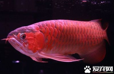 龍魚跟鸚鵡能混養(yǎng)嗎：龍魚和鸚鵡魚混養(yǎng)成功案例如何緩解龍魚鸚鵡魚沖突