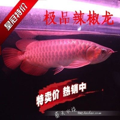 皇宮紅龍魚證書真偽：皇宮紅龍魚證書怎么查詢