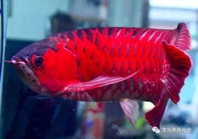 紅龍魚飼料能喂羅漢魚嗎有毒嗎：紅龍魚飼料能否喂羅漢魚，是否有毒