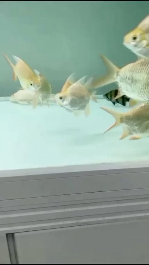 龍魚和什么魚混養(yǎng)最好圖片對比 龍魚和什么魚混養(yǎng)最好圖片對比 龍魚百科 第7張