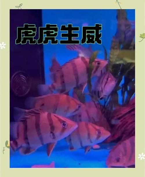 龍魚和什么魚混養(yǎng)最好圖片對比 龍魚和什么魚混養(yǎng)最好圖片對比 龍魚百科 第11張