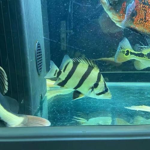 龍魚和什么魚混養(yǎng)最好圖片對比 龍魚和什么魚混養(yǎng)最好圖片對比 龍魚百科 第10張