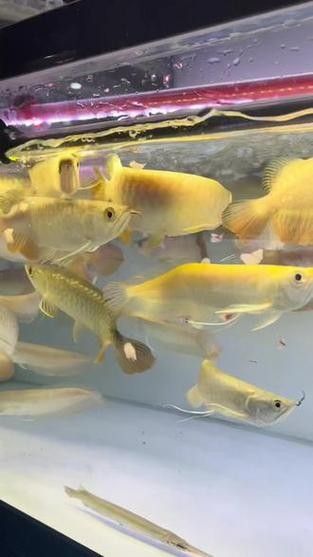 龍魚和什么魚混養(yǎng)最好圖片對比 龍魚和什么魚混養(yǎng)最好圖片對比 龍魚百科 第22張