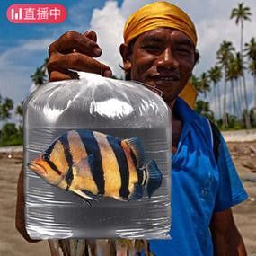 龍魚和什么魚混養(yǎng)最好圖片對比 龍魚和什么魚混養(yǎng)最好圖片對比 龍魚百科 第20張