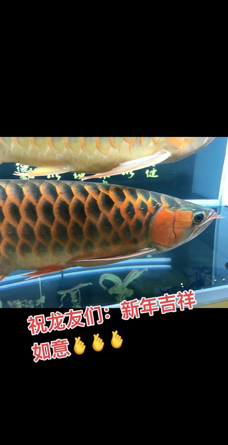 龍魚和什么魚混養(yǎng)最好圖片對比 龍魚和什么魚混養(yǎng)最好圖片對比 龍魚百科 第39張