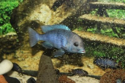 白子銀版魚混養(yǎng)食物選擇（白子銀版魚混養(yǎng)水質(zhì)要求）