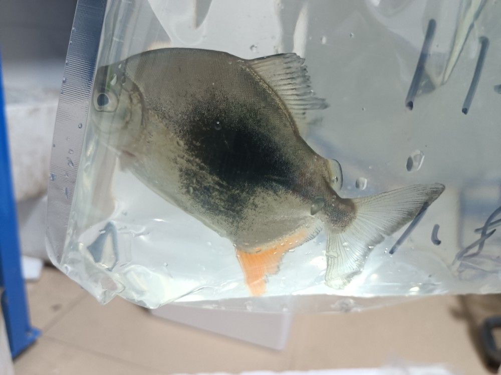 白子銀版魚混養(yǎng)食物選擇（白子銀版魚混養(yǎng)水質(zhì)要求）