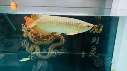 龍魚愛沖浪：龍魚愛沖浪是一種什么樣的行為？