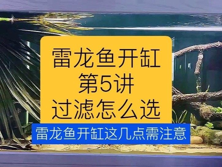 雷龍魚(yú)飼養(yǎng)需要哪些設(shè)備？