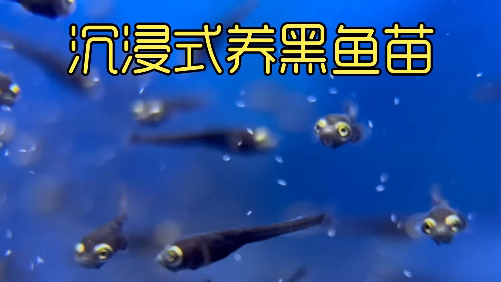 非洲黑龍魚(yú)價(jià)格走勢(shì)