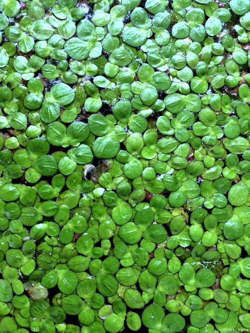 有哪些水草適合新手養殖？