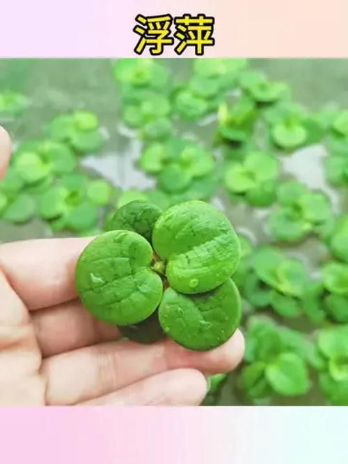 有哪些水草適合新手養殖？