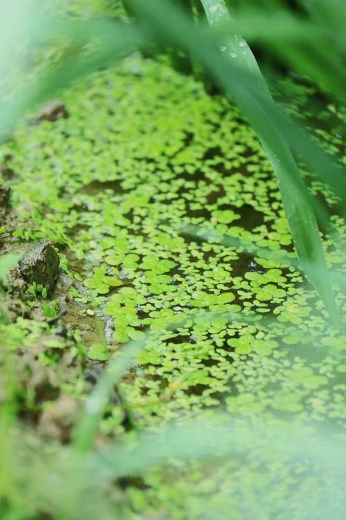有哪些水草適合新手養殖？