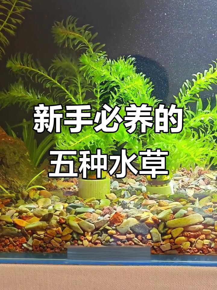 有哪些水草適合新手養殖？