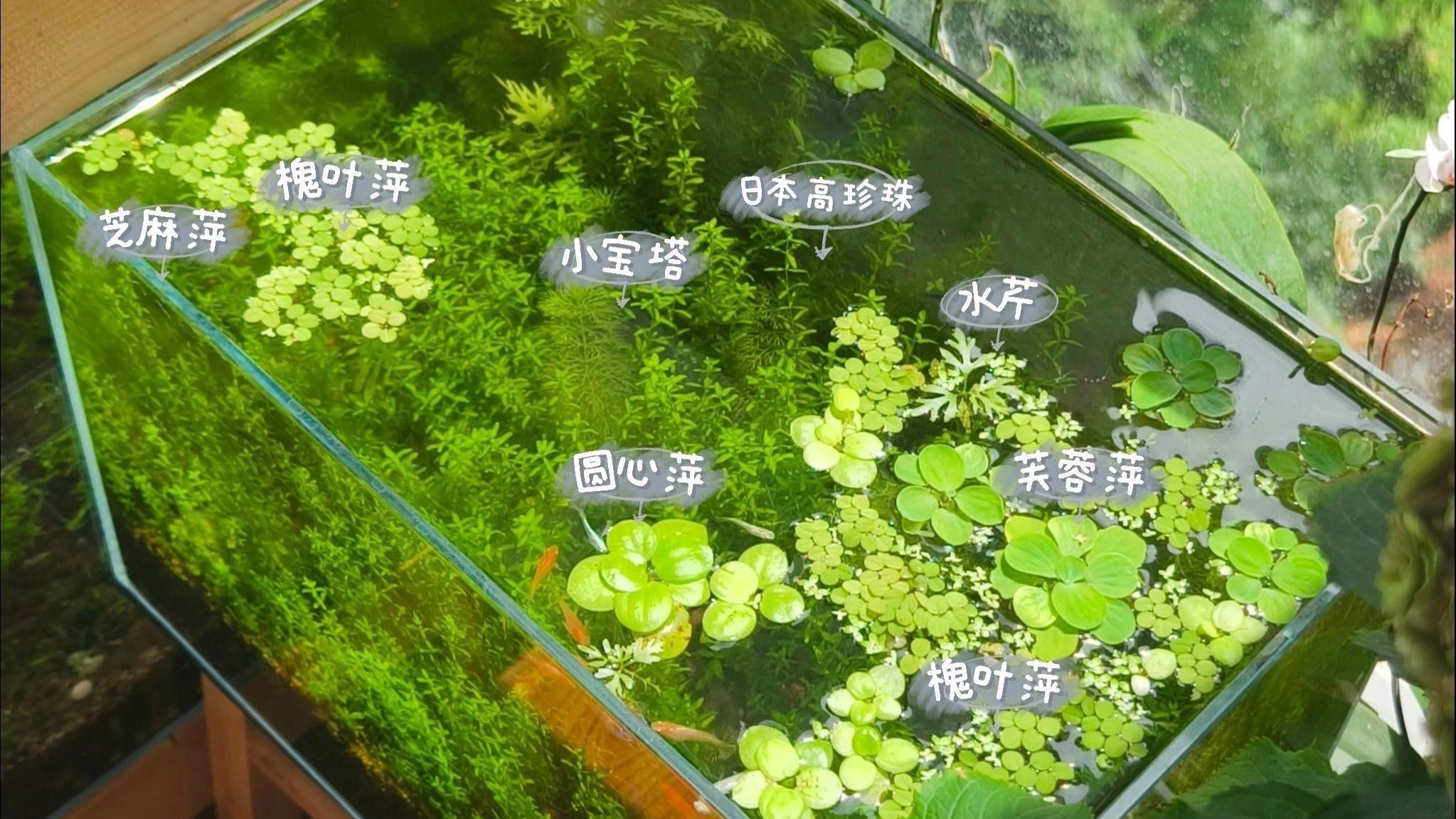 有哪些水草適合新手養殖？