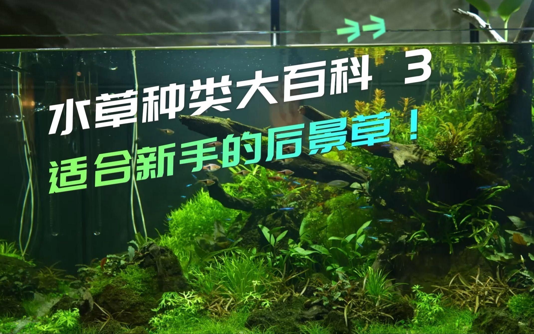有哪些水草適合新手養殖？