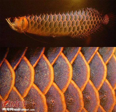 金龍魚鱗片變黑：金龍魚鱗片變黑可能是由于多種原因引起的，專家建議操作