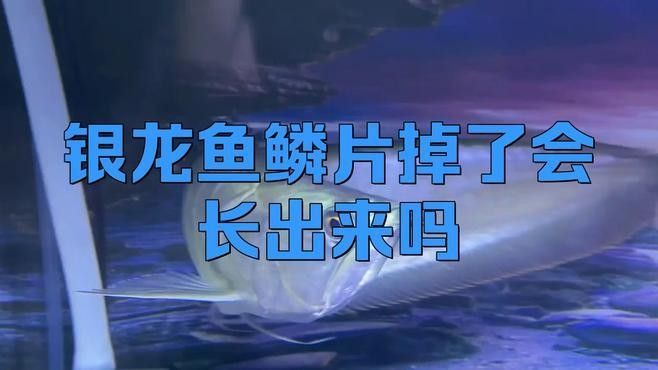 銀龍魚掉魚鱗了怎么辦