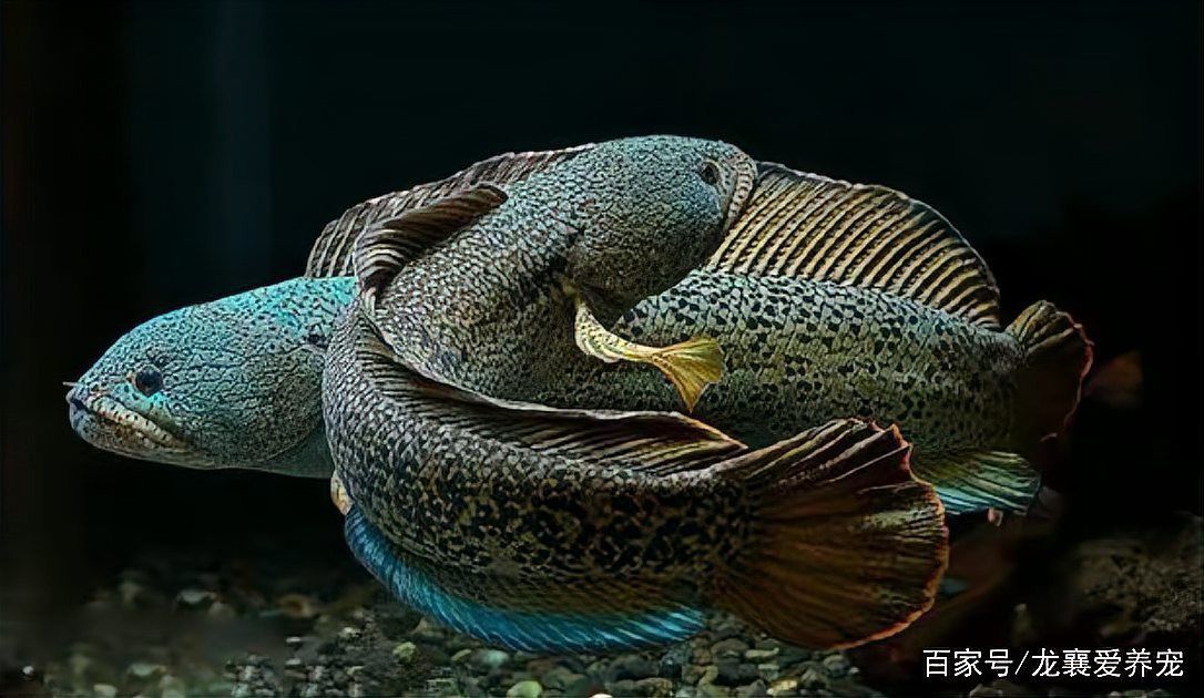 招財(cái)貓魚和龍魚混養(yǎng)需要多大的魚缸