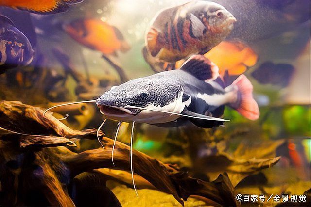 招財(cái)貓魚和龍魚混養(yǎng)需要多大的魚缸
