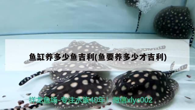 冷凍雪龍魚的口感變化：冷凍雪龍魚與新鮮雪龍魚的區別，