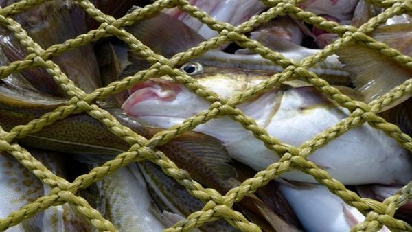 冷凍雪龍魚的口感變化：冷凍雪龍魚與新鮮雪龍魚的區別，