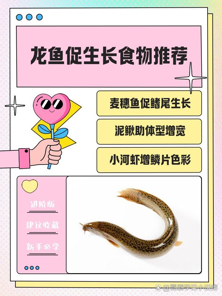 有哪些食物有助于龍魚增寬？