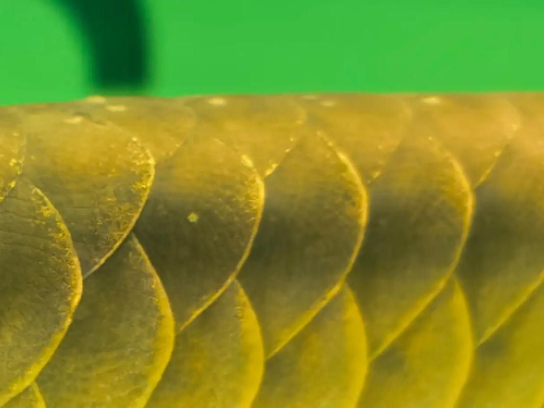 什么是金龍魚縮鰭