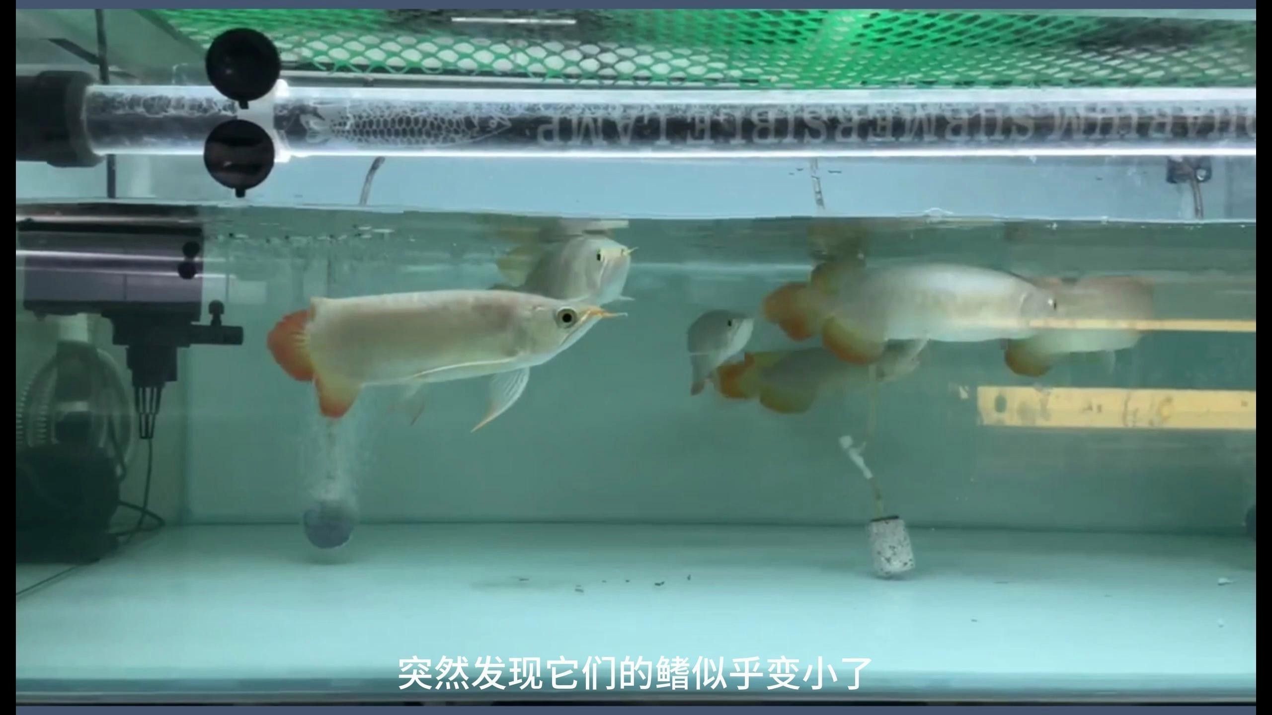 什么是金龍魚縮鰭