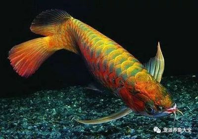 龍魚掉眼如何治療：如何治療龍魚掉眼