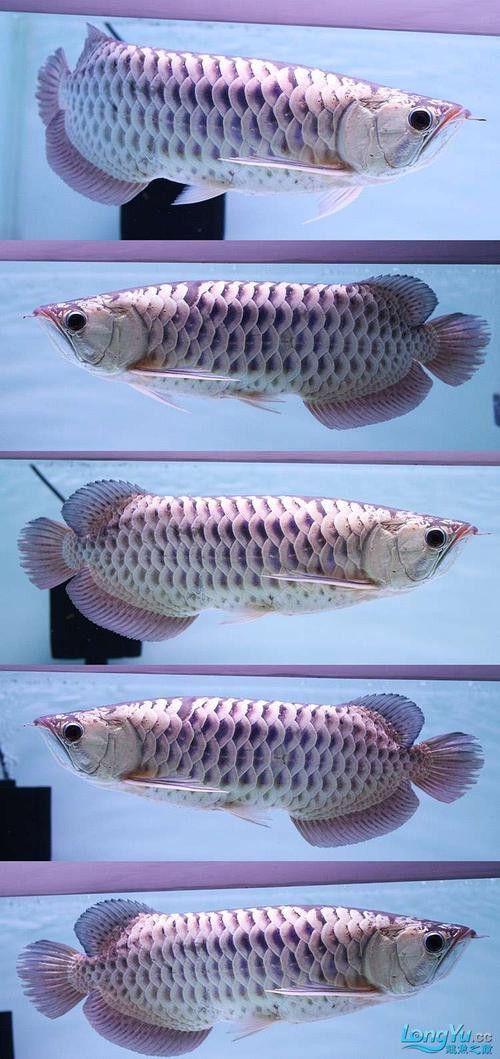 金龍魚藍底好還是紫的好看圖片對比