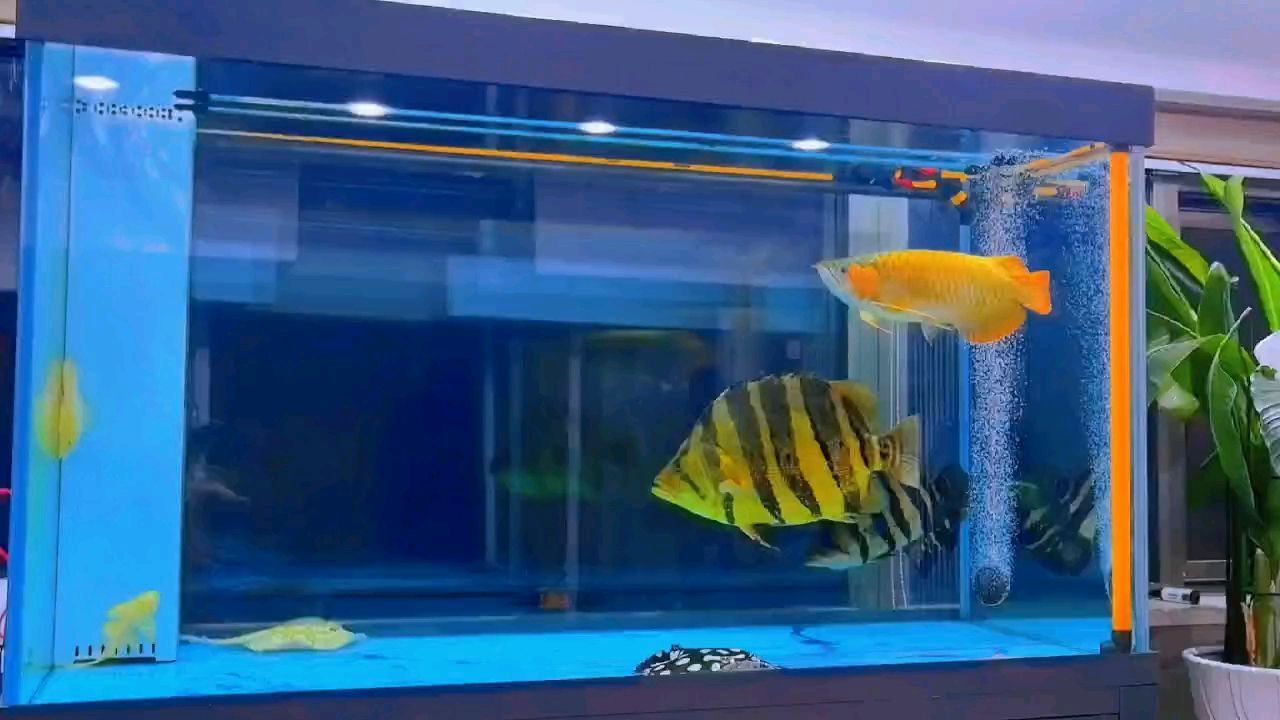 蝴蝶鯉和龍魚混養時需要注意以下三個方面的需求：蝴蝶鯉和龍魚混養好不好
