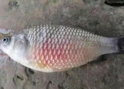 立鱗病的日常預防方法：錦鯉松鱗病、鱗立病或炸鱗病，錦鯉飼養過程中的常見病癥 立鱗病的日常預防方法：錦鯉松鱗病、鱗立病或炸鱗病，錦鯉飼養過程中的常見病癥 龍魚百科 第4張