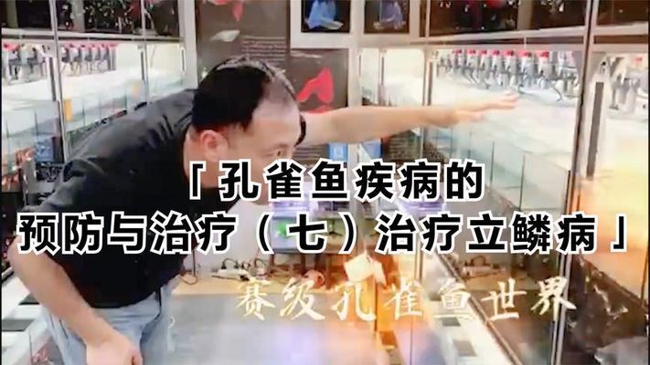 立鱗病的日常預防方法：錦鯉松鱗病、鱗立病或炸鱗病，錦鯉飼養過程中的常見病癥 立鱗病的日常預防方法：錦鯉松鱗病、鱗立病或炸鱗病，錦鯉飼養過程中的常見病癥 龍魚百科 第5張