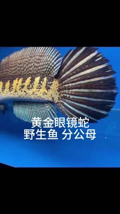雷龍魚分公母圖片