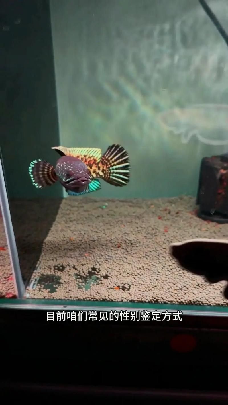 雷龍魚分公母圖片