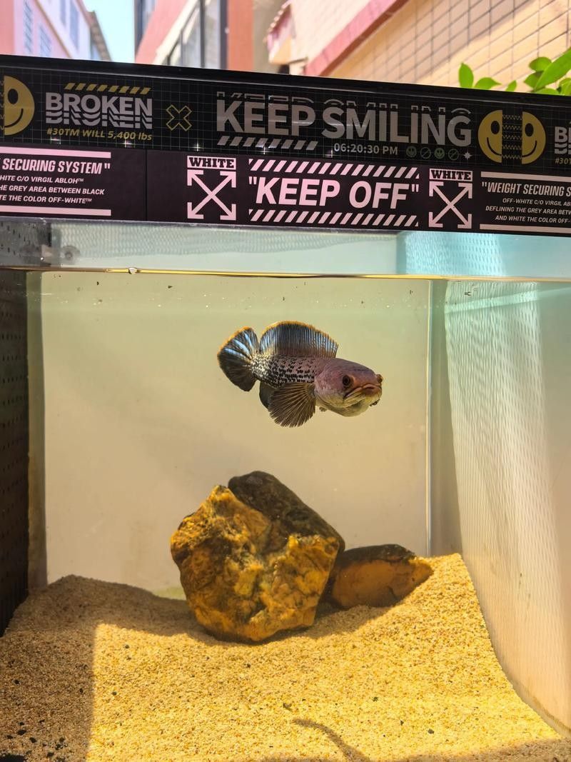 雷龍魚分公母圖片