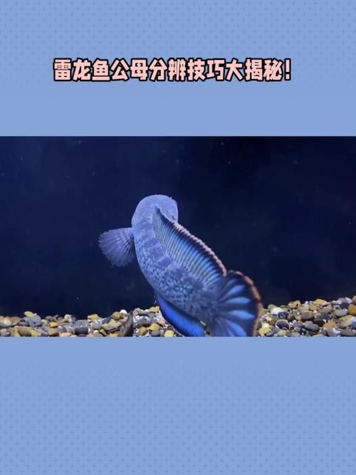 雷龍魚分公母圖片