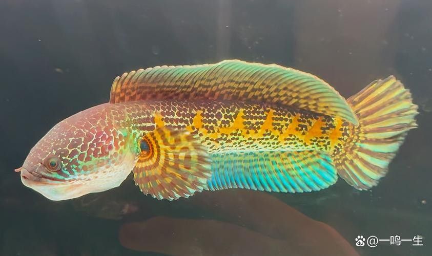 雷龍魚分公母圖片