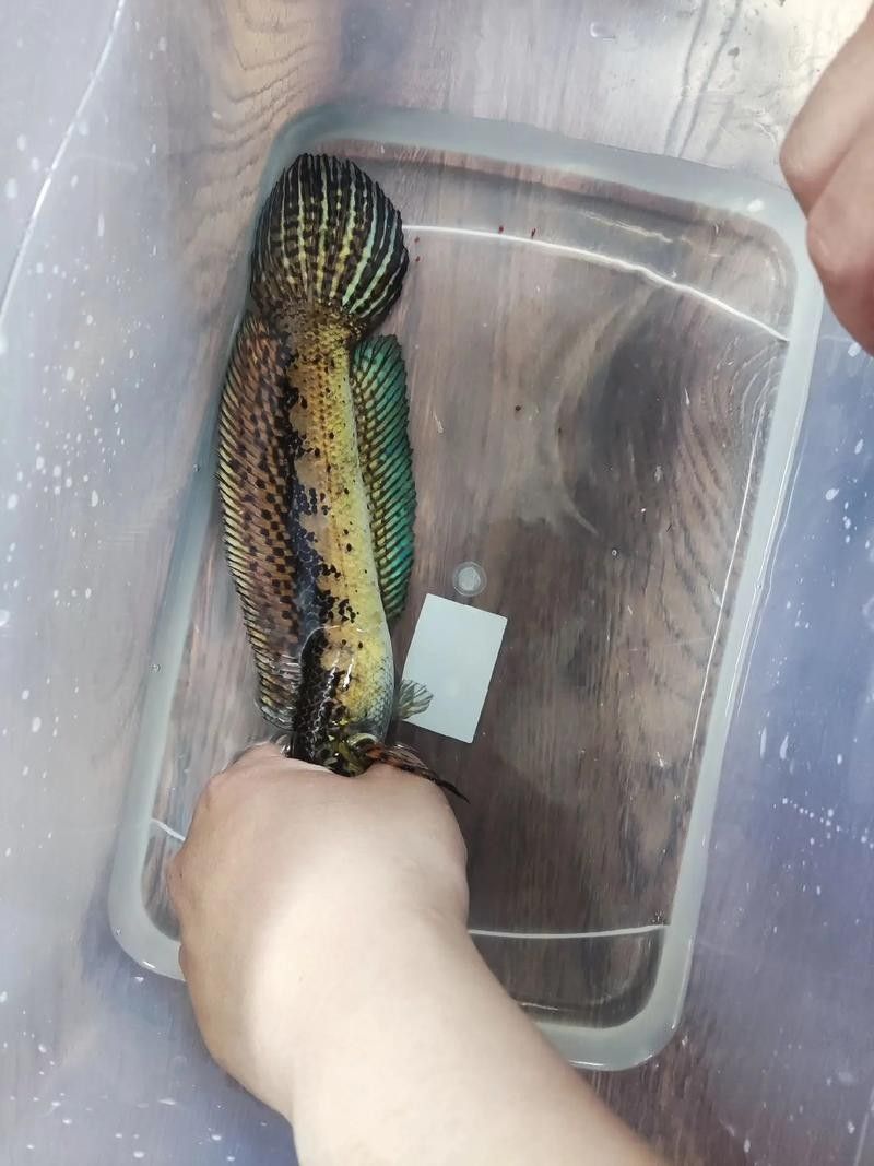 雷龍魚分公母圖片